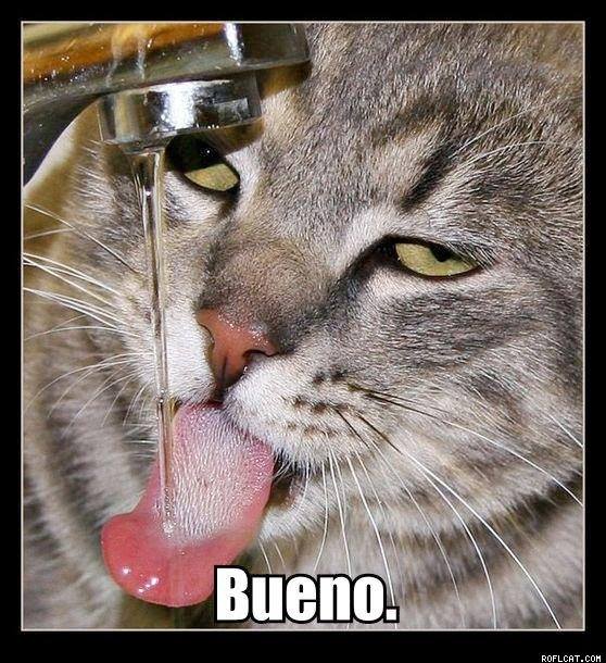 Cat memes in spanish