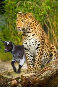 leopard-and-goat